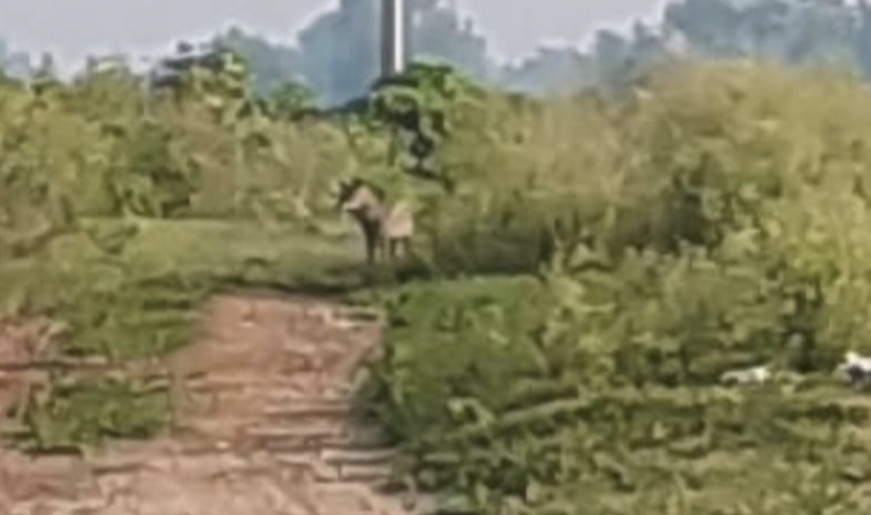 Related Image